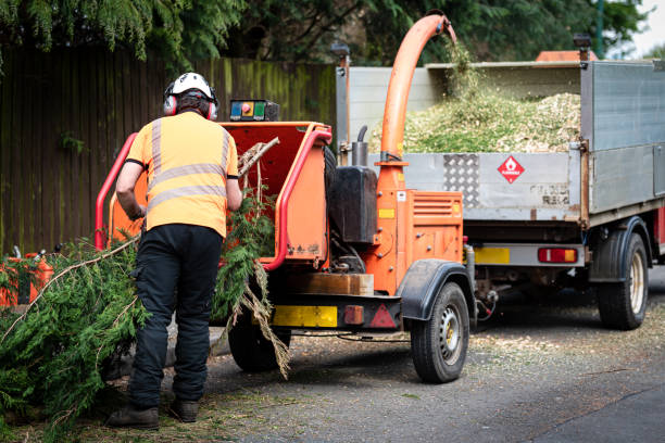 Best Emergency Storm Tree Removal  in Hobe Sound, FL